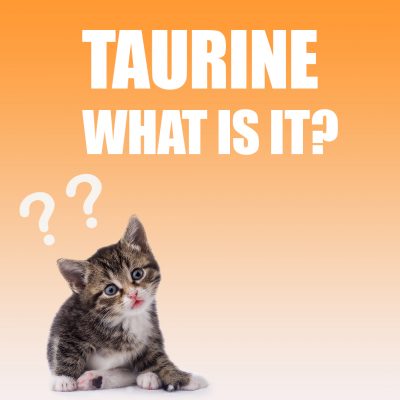 Taurine Cat-1